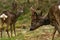 Roe deer buck in the process of removing the velvety skin