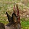 Roe deer buck in the process of removing the velvety skin