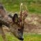 Roe deer buck in the process of removing the velvety skin