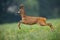 Roe deer buck running away from danger in summer nature