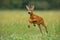 Roe deer buck running fast across green field in light summer rain