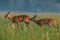 Roe deer buck sniffing doe on field in summer nature.