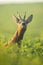 Roe deer buck sniffing with nose up on green clover field in the morning