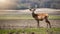 Roe deer buck standing.