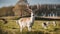 Roe deer buck standing