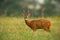 Roe deer buck standing on field in rainy summer day.