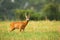 Roe deer buck standing on field in rainy summer nature.