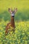 Roe deer buck standing on a flowery rape field with yellow flowers in summer