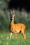 Roe deer buck standing on meadow in summer nature.