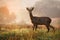 Roe deer buck standing on a stubble field at sunrise in summer