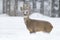 Roe deer buck walking in deep snow in wintertime nature.