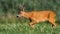 Roe deer buck walking and sniffing on meadow in summer.