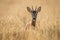 Roe deer buck watching from tall wheat on agricultural field in summer.