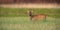 Roe deer buck in winter coat in spring standing on a green meadow in daylight