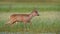 Roe deer buck in winter coat in spring walking on a green flooded meadow