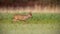 Roe deer buck in winter coat in spring walking on a green meadow in daylight