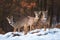 Roe deer bucks in mountains of Slovakia in wintertime