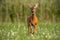 Roe deer, capreolus caprelous, running acros meadow with wildflowers.