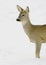 Roe deer / Capreolus capreolus