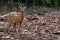 Roe Deer Capreolus Capreolus