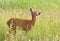 Roe deer Capreolus capreolus