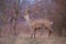 Roe deer, capreolus capreolus, buck with big antlers covered in velvet.