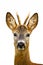 Roe deer, capreolus capreolus, buck in nature cut out on white background