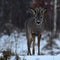 A roe deer, Capreolus capreolus buck showing a pointed tongue