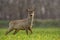 Roe deer, capreolus capreolus, buck in spring walking on a filed,