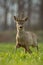 Roe deer, capreolus capreolus, buck in spring walking on a filed,