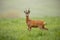 Roe deer, capreolus capreolus, buck watching alerted with leg lifted