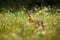 Roe deer, Capreolus capreolus, chewing green leaves, beautiful blooming meadow with many white and yellow flowers and animal