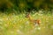 Roe deer, Capreolus capreolus, chewing green leaves, beautiful blooming meadow with many white and yellow flowers and animal. Summ