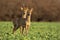 Roe deer, capreolus capreolus, couple at sunset in spring.