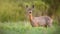 Roe deer, capreolus capreolus, doe female in spring standing on a meadow.