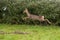 Roe deer & x28;Capreolus capreolus& x29; doe leaping