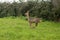 Roe deer & x28;Capreolus capreolus& x29; doe running