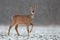 Roe deer, capreolus capreolus, doe in wintertime during a snowfall.