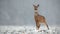 Roe deer, capreolus capreolus, doe in wintertime during a snowfall.