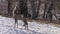 Roe deer (Capreolus capreolus) eating apple branch buds in garden