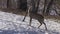 Roe deer (Capreolus capreolus) eating apple branch buds in winter garden