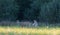 Roe-deer(Capreolus capreolus) family in summertime meadow