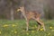 Roe Deer, capreolus capreolus, Foan eating Flower, Normandy