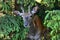 Roe deer - Capreolus capreolus, head between the branches of spruce