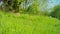 Roe Deer, Capreolus Capreolus, Jumping and Eating in an Grass Meadow