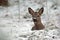 Roe deer, Capreolus capreolus lies resting in a snowy winter landscape