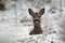 Roe deer, Capreolus capreolus lies resting in a snowy winter landscape