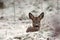 Roe deer, Capreolus capreolus lies resting in a snowy winter landscape