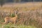 Roe deer Capreolus capreolus Majestic roe deer