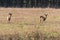 Roe deer Capreolus capreolus male and female in field